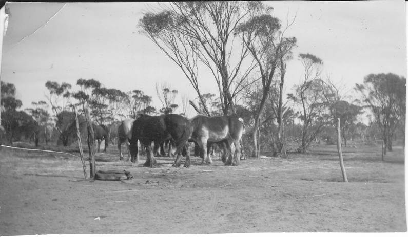 group of draught horses resting after work