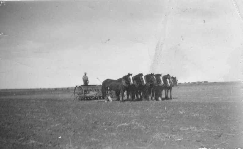 Hymus collection: Horses lined up ready for work in front of combine with Danny Ross
